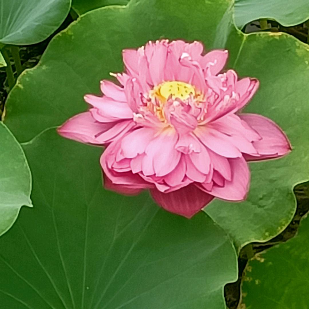 渡劫