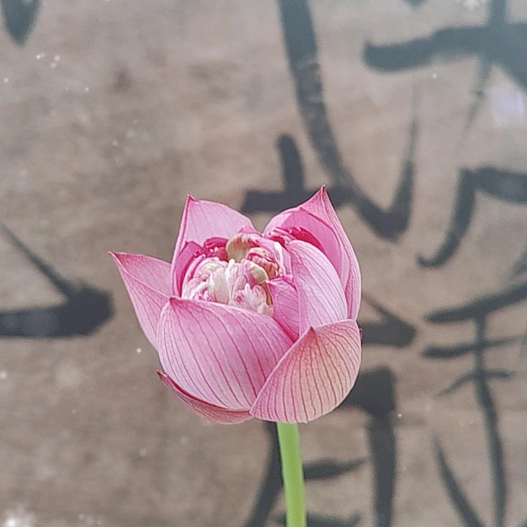 远小米