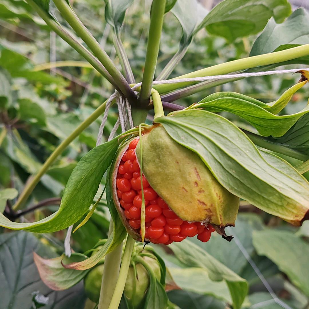 云南慧谷农业（副号）