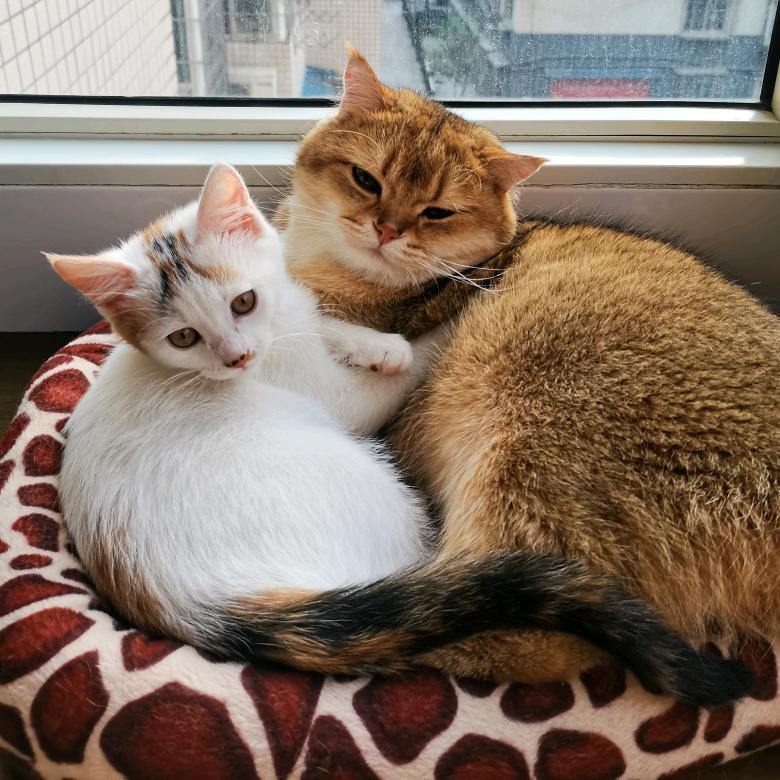 贪吃猫@