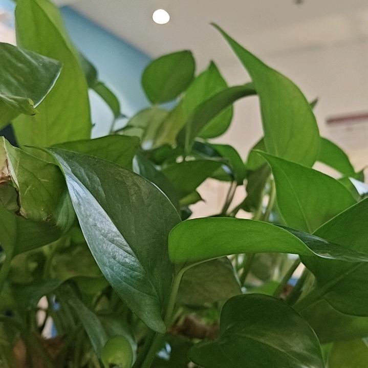 丛林毛毛虫