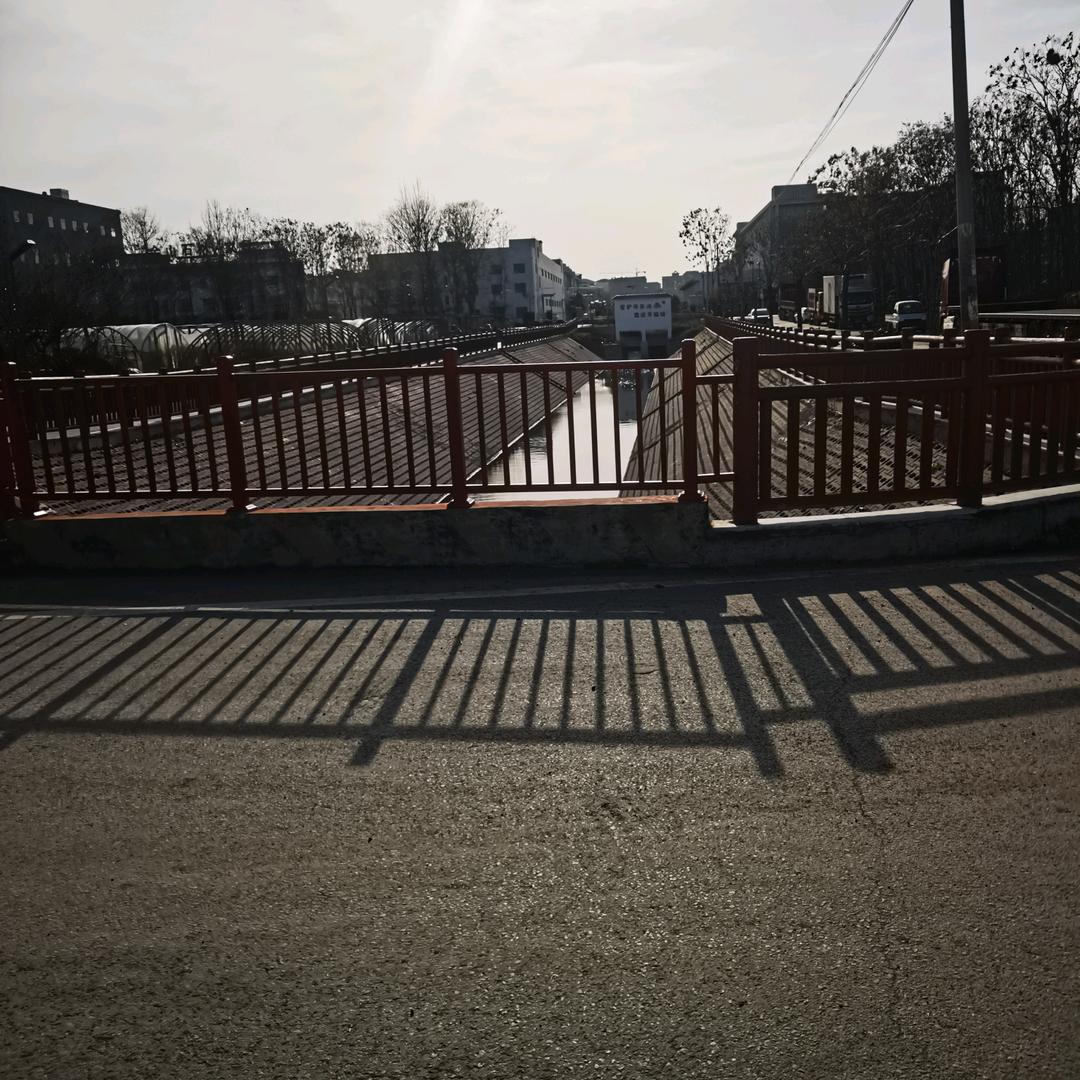 睡莲