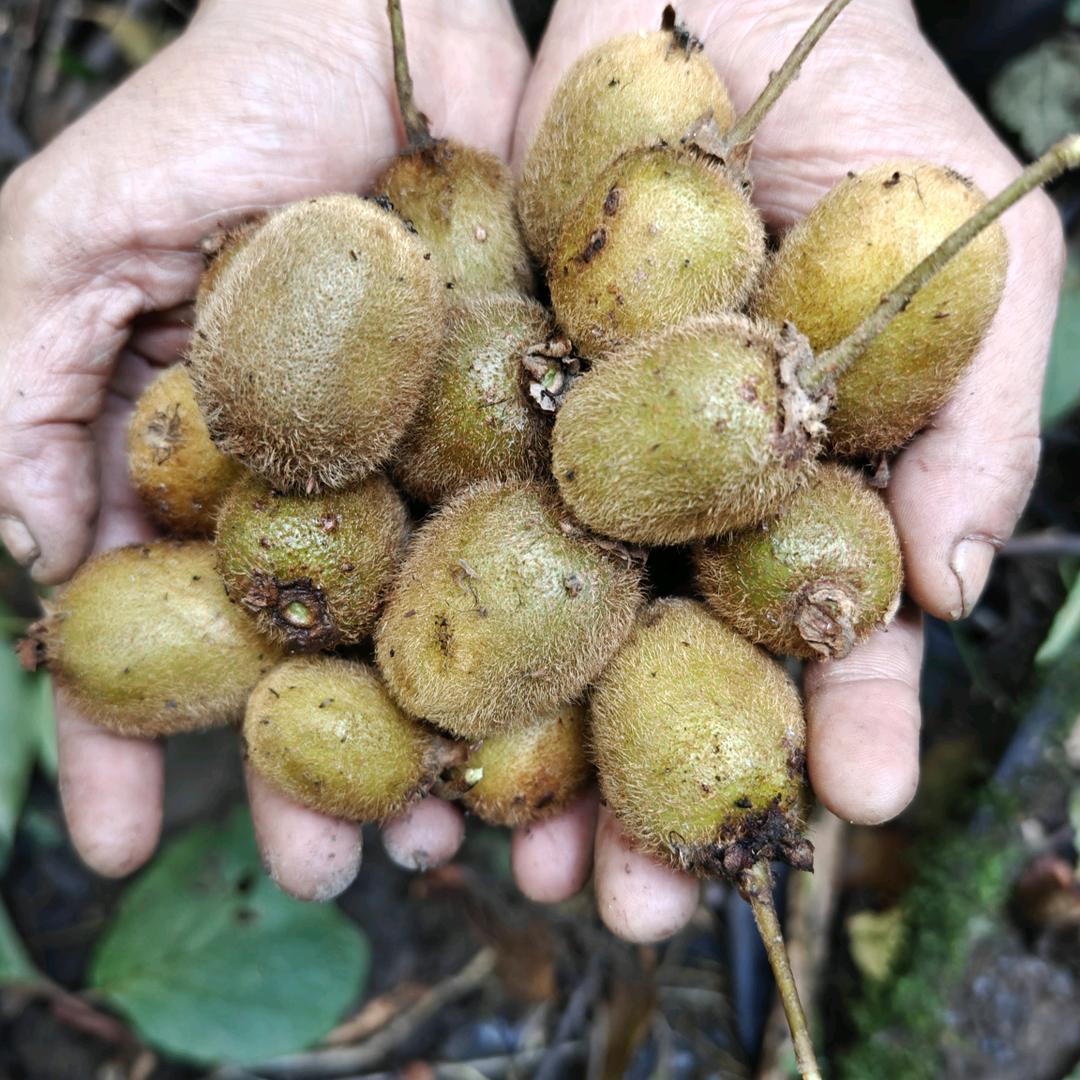 秦岭特产小铺
