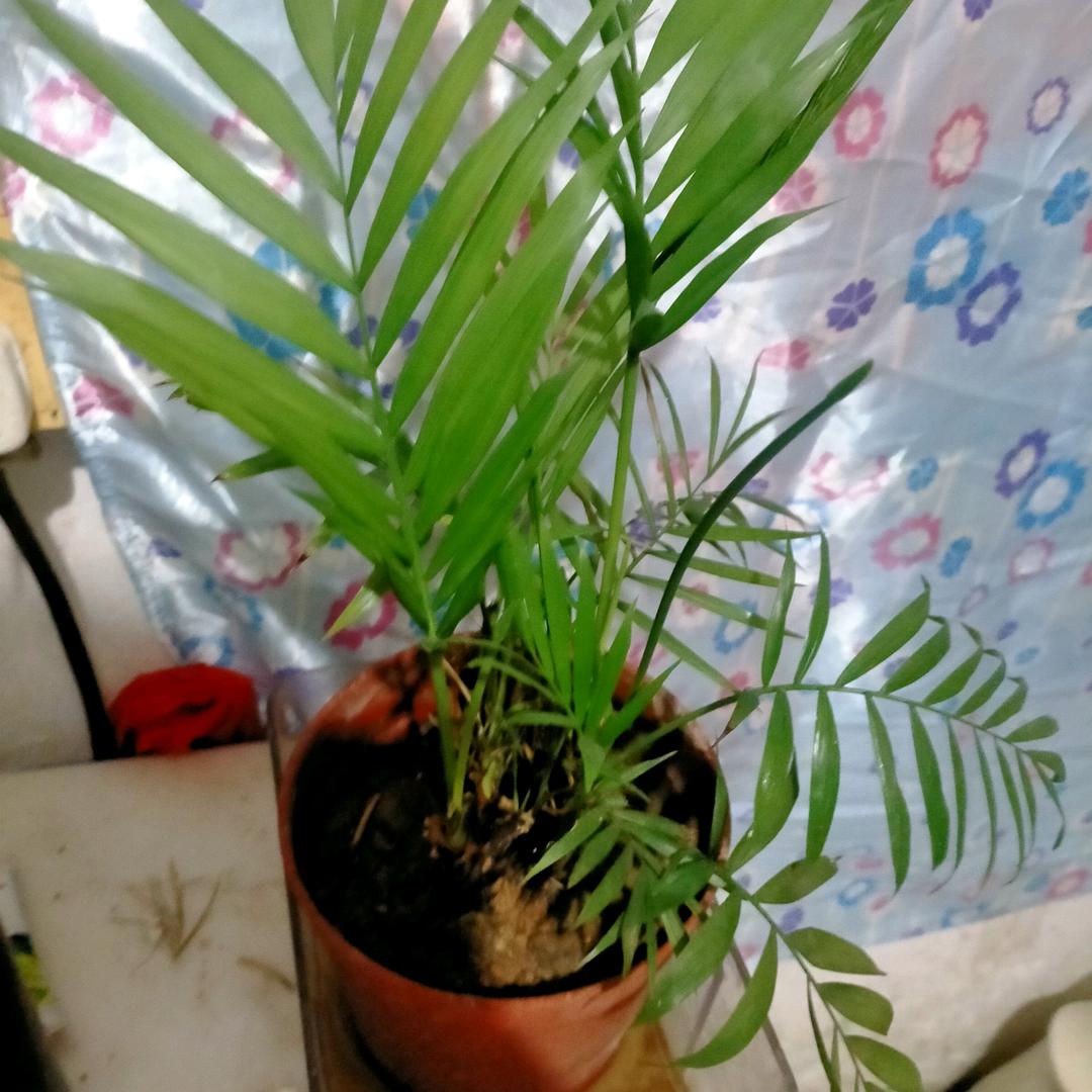 从新开始