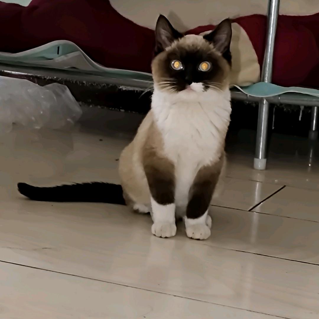 小奶猫成长日记