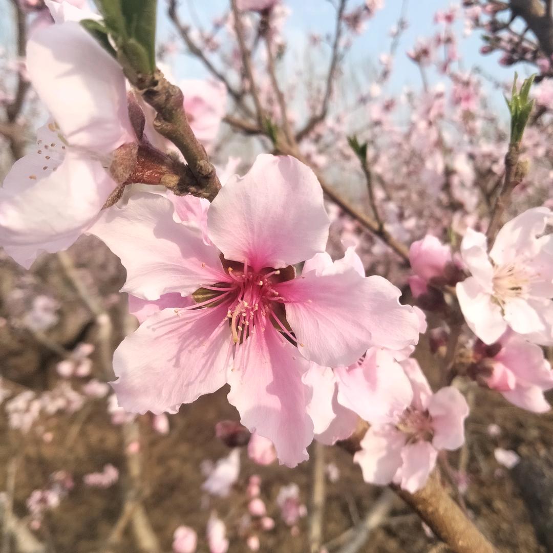 汶河北岸