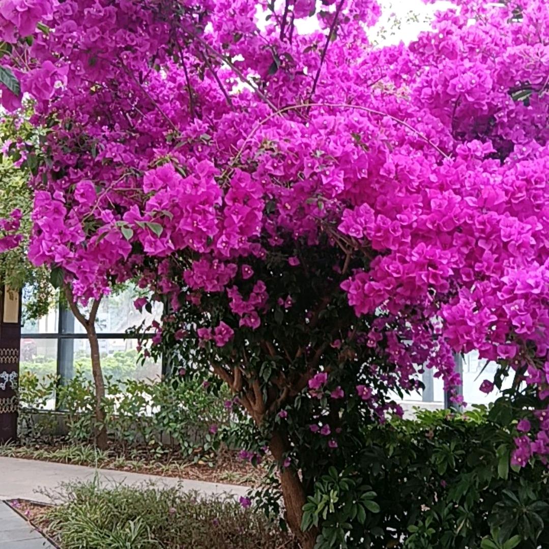 我是你的开心果