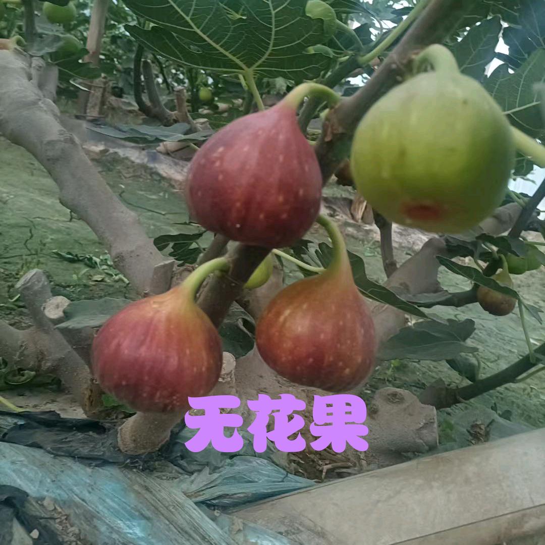 ❤️‍🩹无花果❤️‍🔥