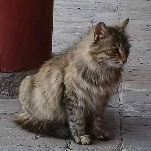 猛男爱吃小蛋糕