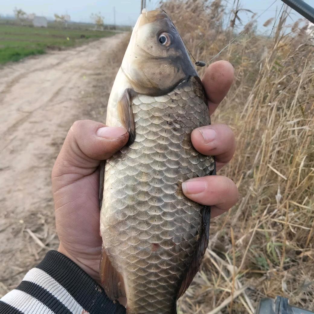 鱼说：没吃饱。