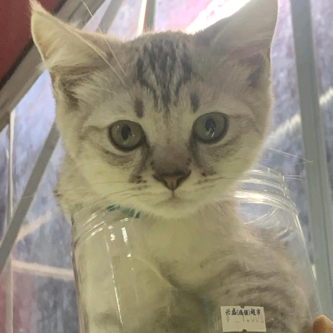喜欢猫咪的大叔