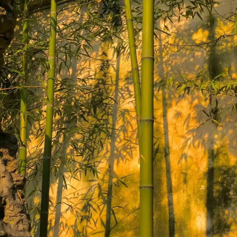 ✨竹林🎋