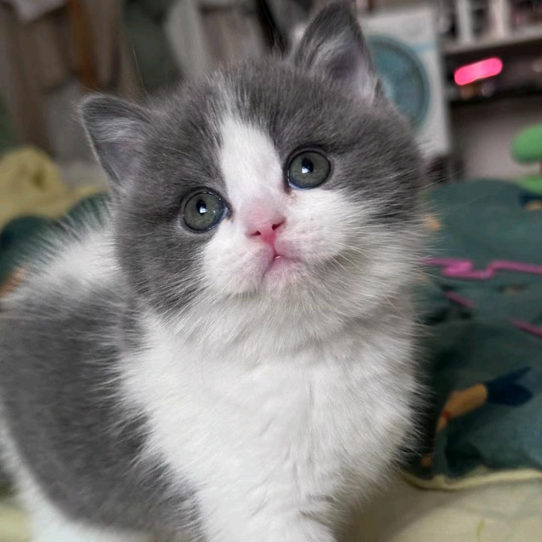 精诚宠物猫🐱可顺风车全国可✈️