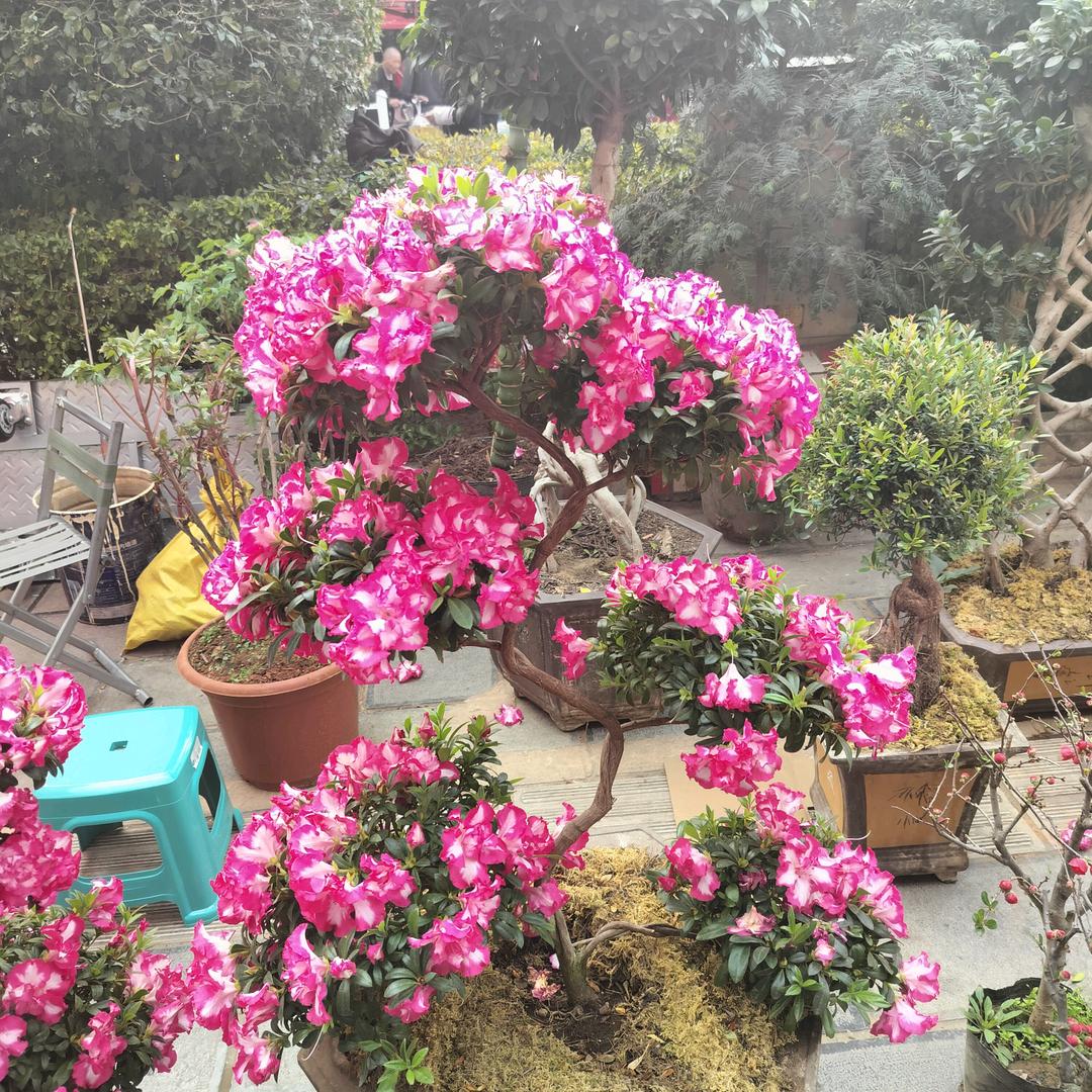 凤仪镇萝卜地采摘园