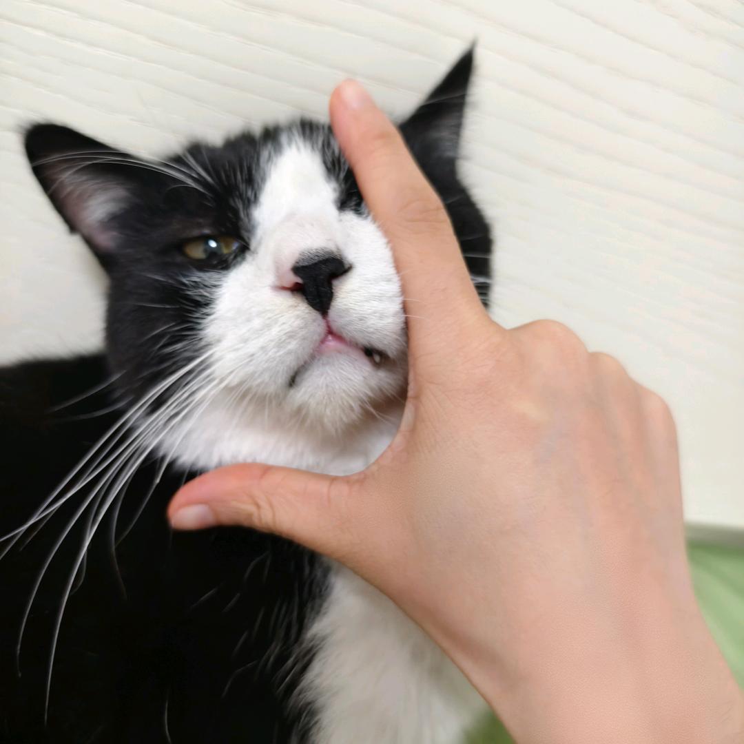 奶牛咪咪