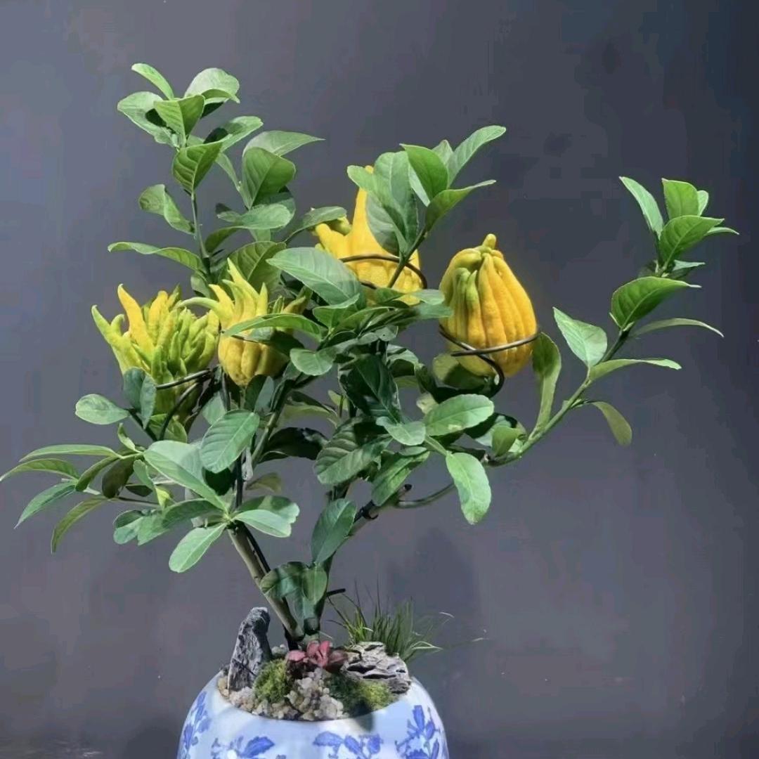 美食哥