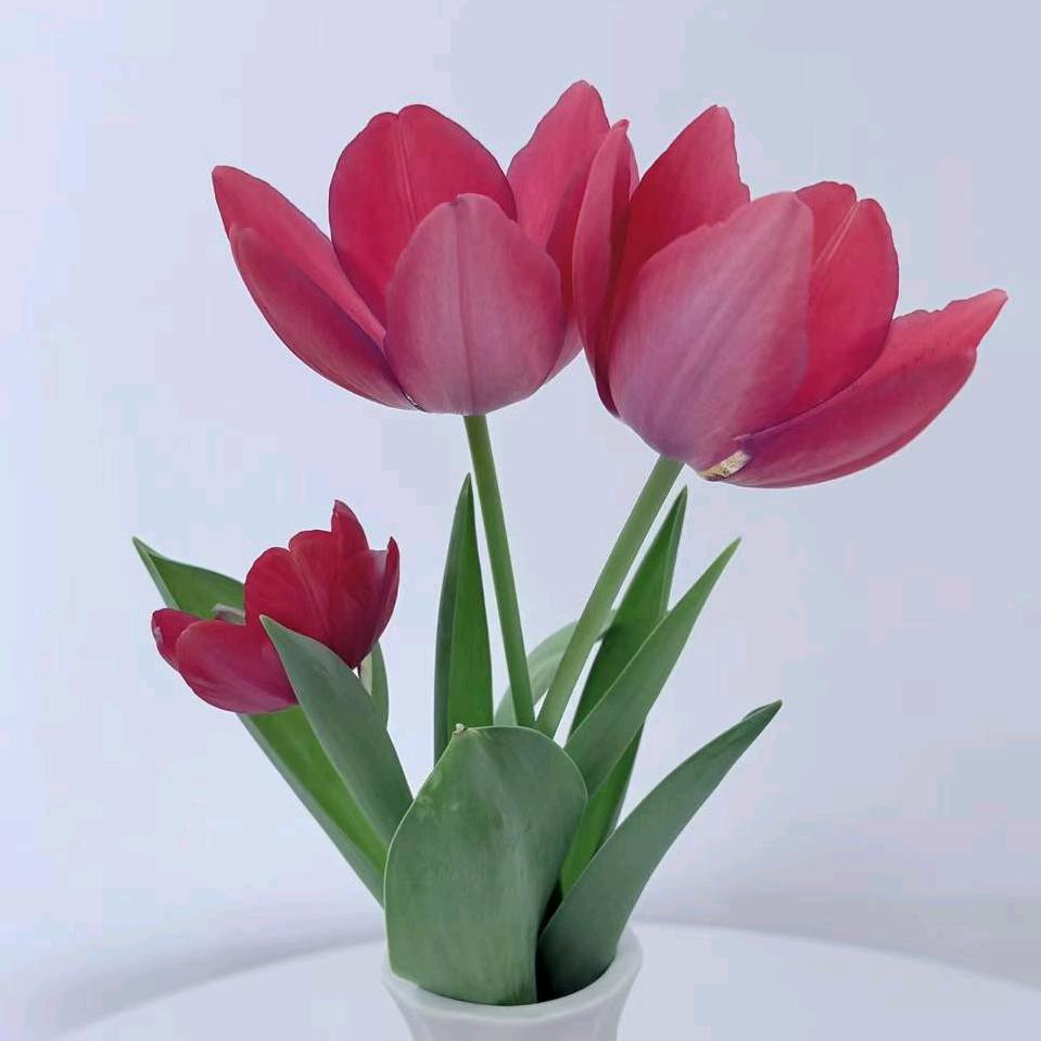 爱笑的人🌷🌷🌷