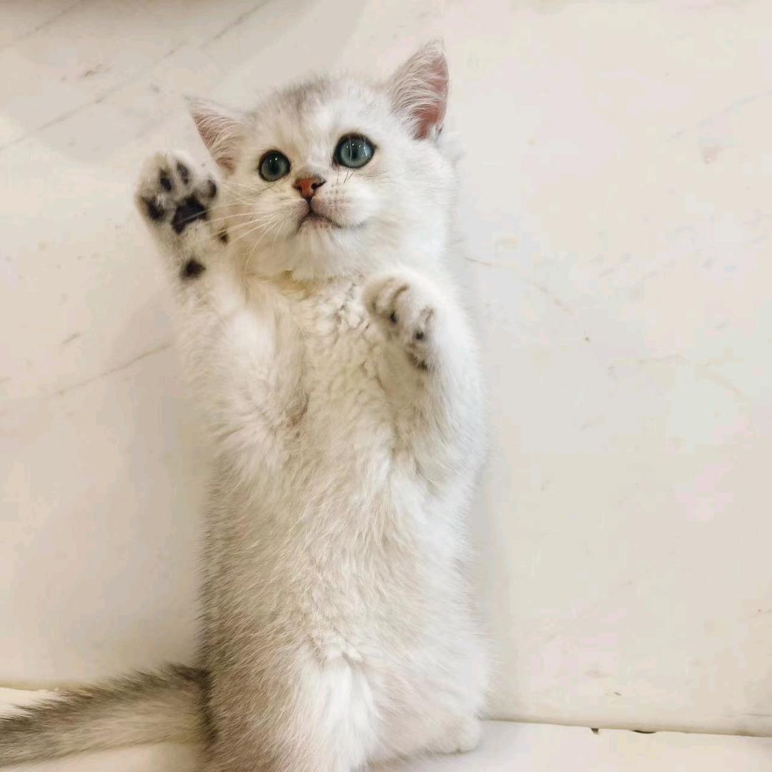 米小爱