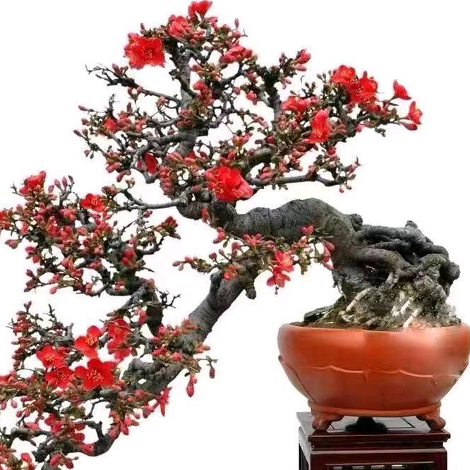 顺霸花卉苗木中心