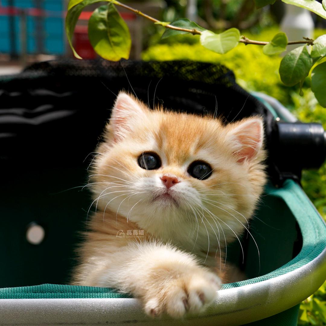 深圳亮亮喵宠物（日常版）