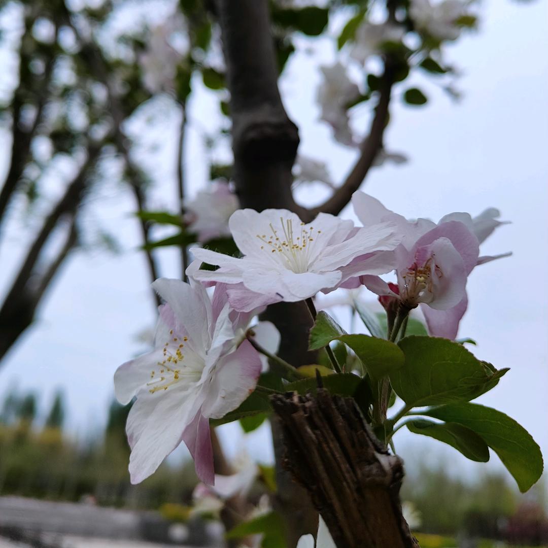 阿信（L）