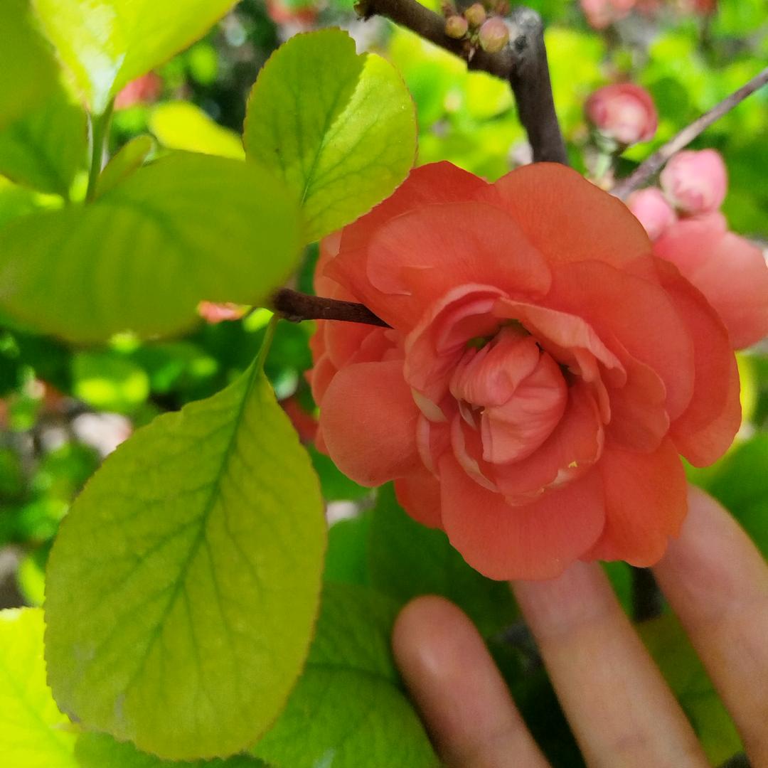 广西远嫁河南宝妈