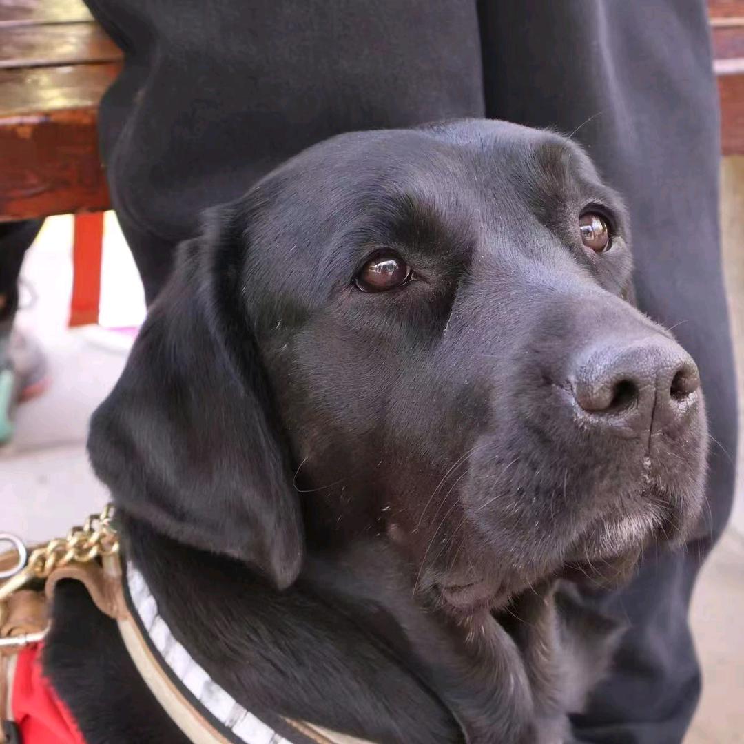 英子和导盲犬Ichy