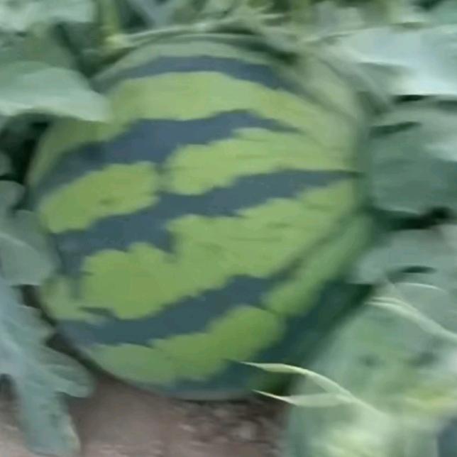 西瓜哥