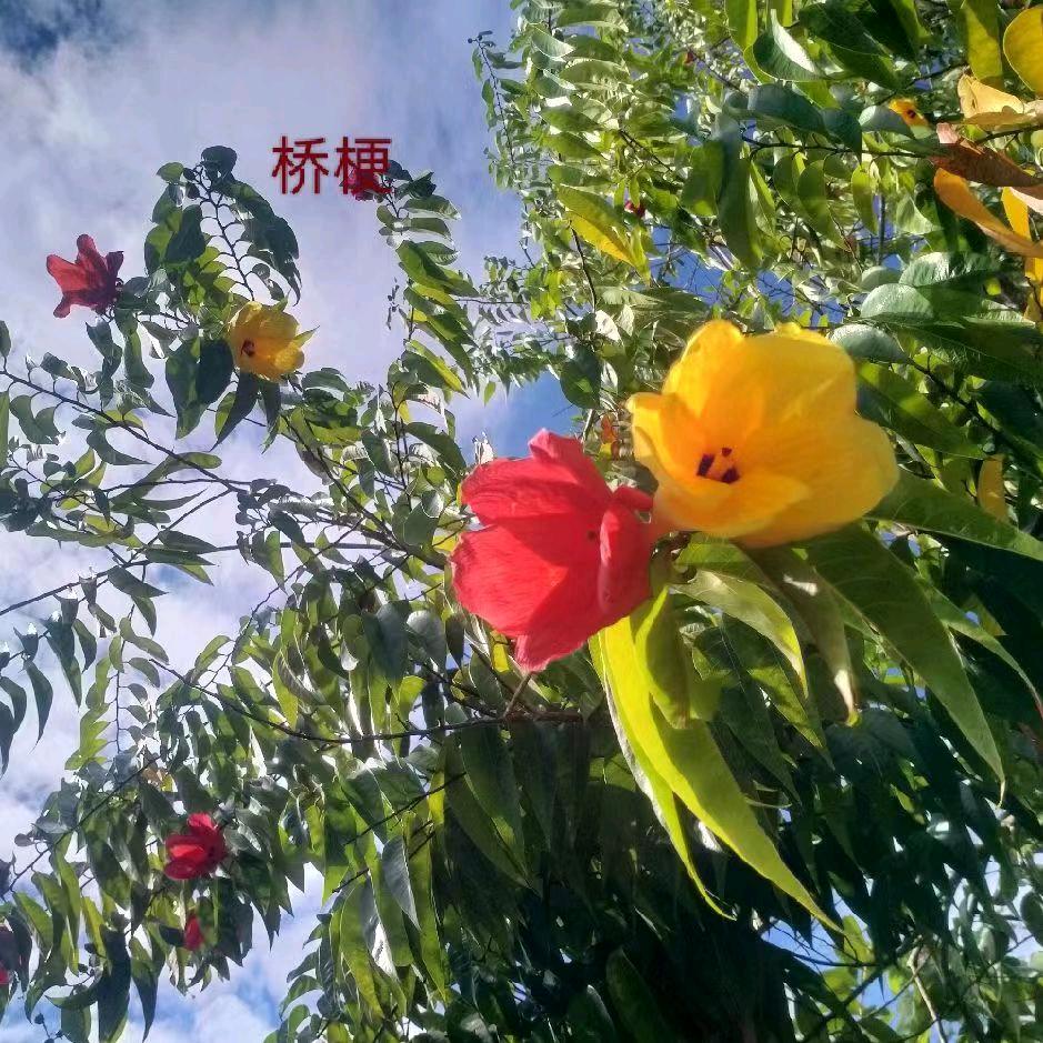 绿化工程苗木供应商