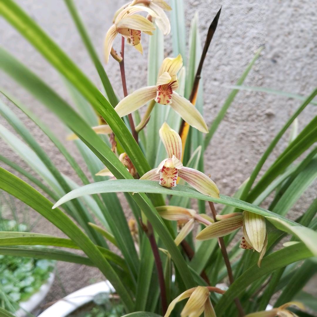 萍姐