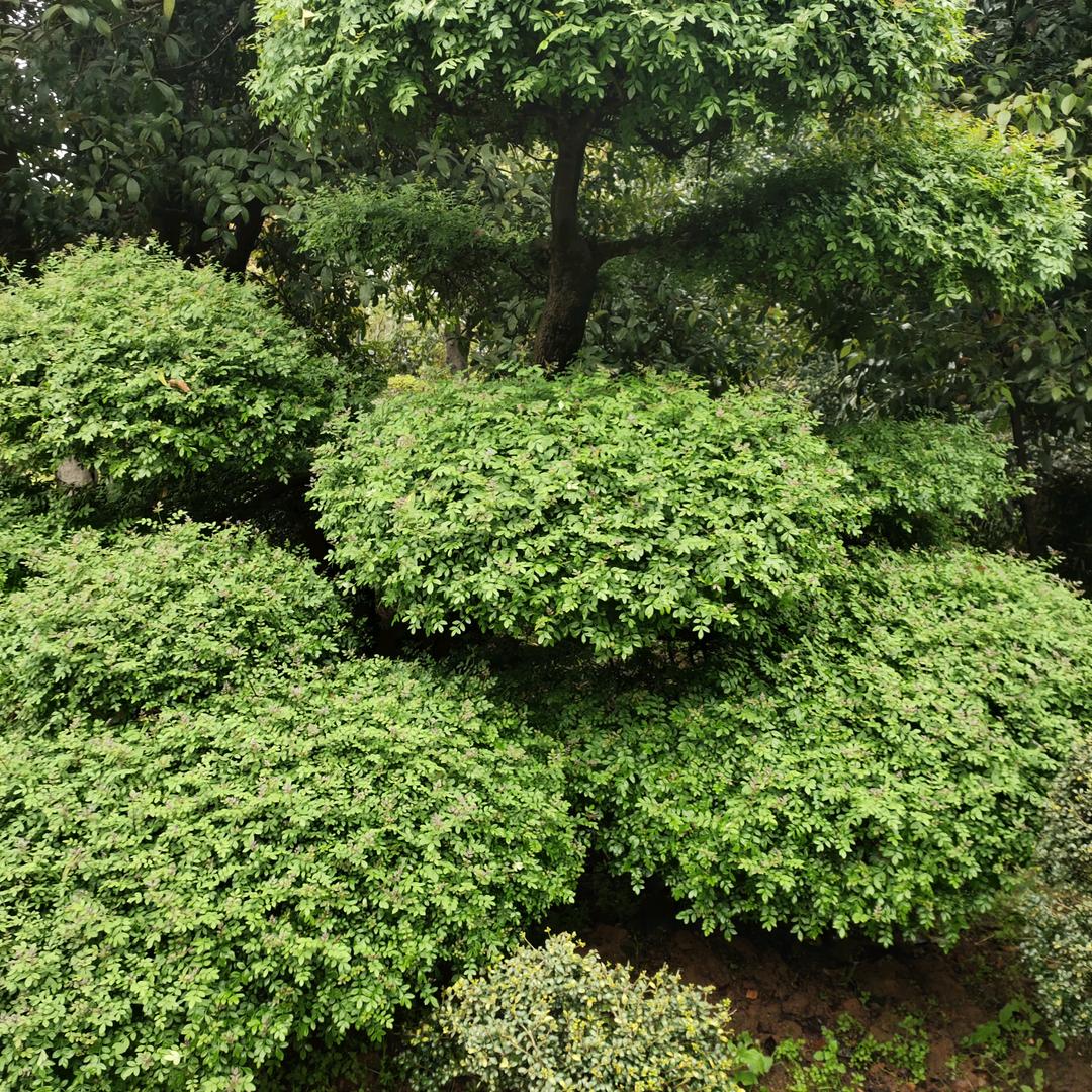 从来