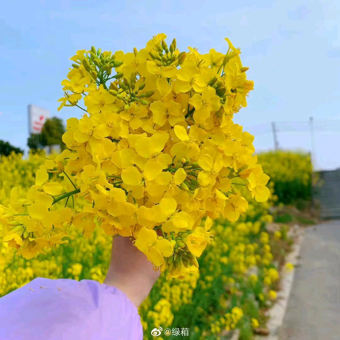 平平淡淡才是真拒连赞🌻