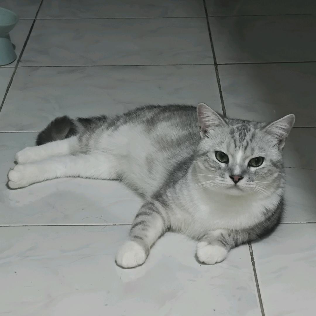 sisi