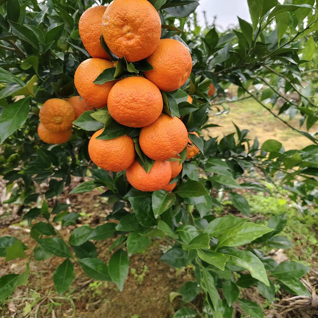 拼搏，梦想