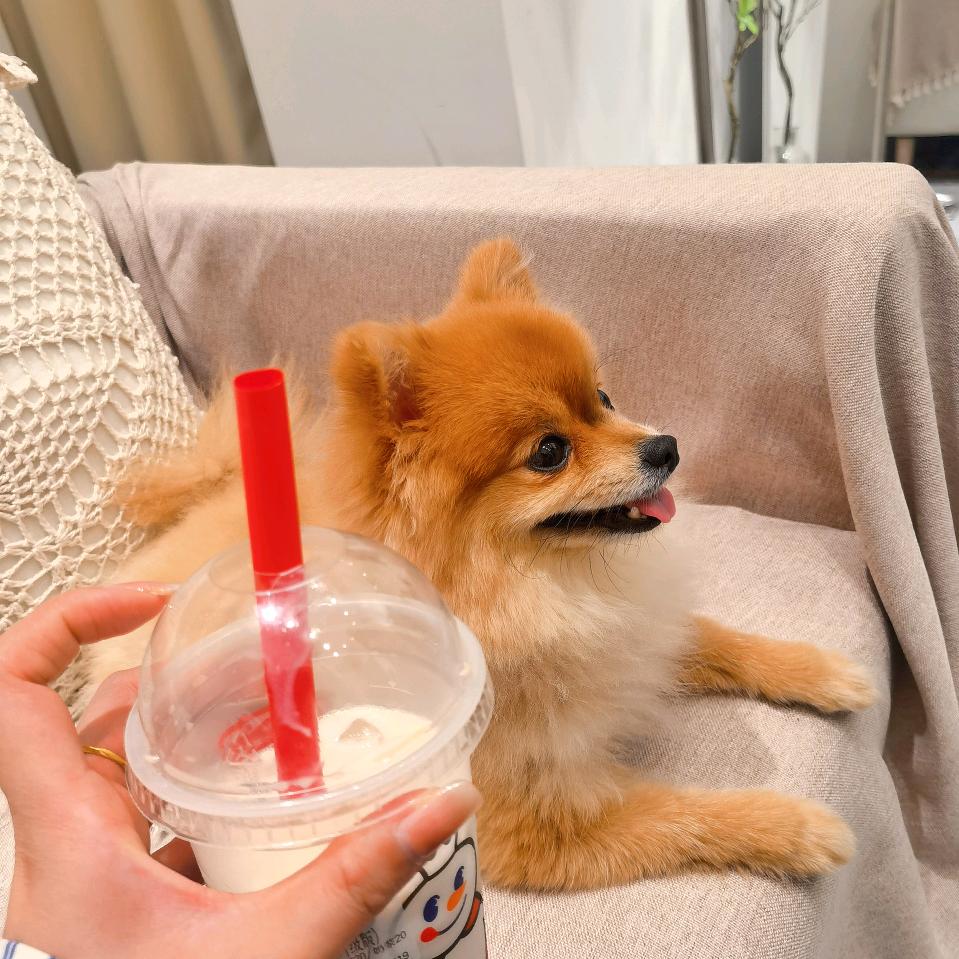 小金子