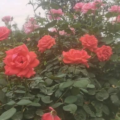 好运天天来！曹姐