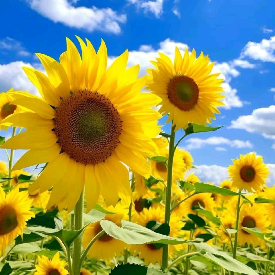 （西溪古村）苗苗