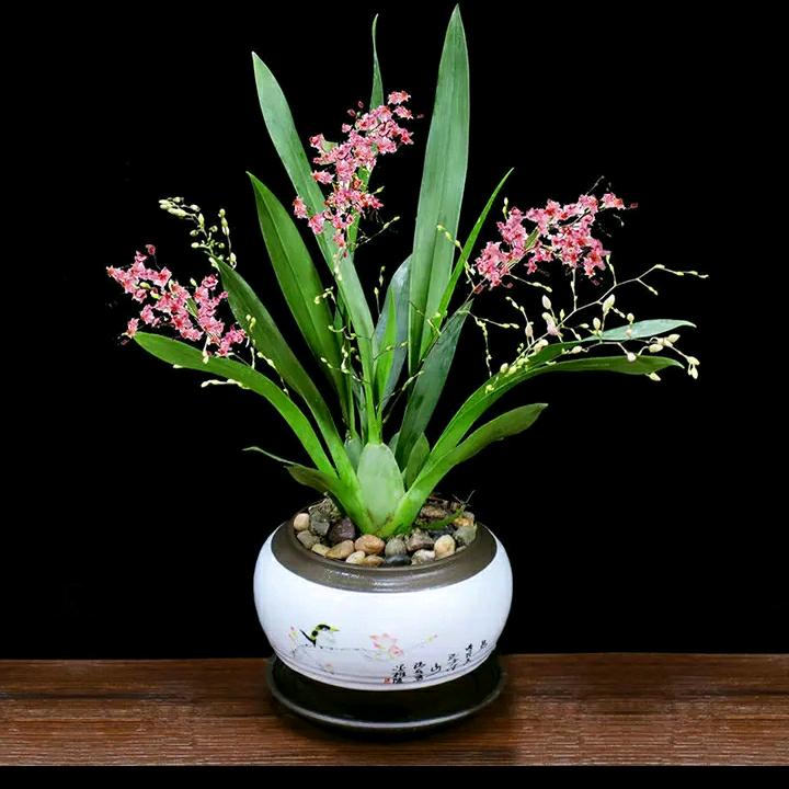 🌸ban.po.🌸duc.long