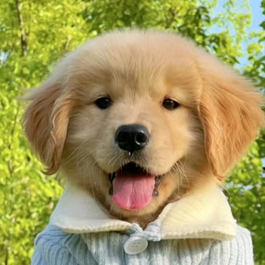 杭州酷狗宠物店