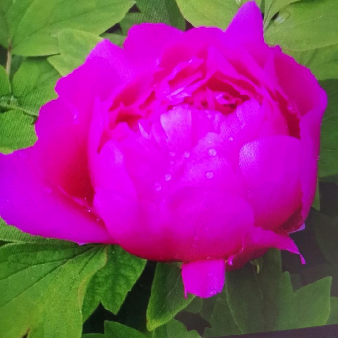 老爸老妈浪漫史