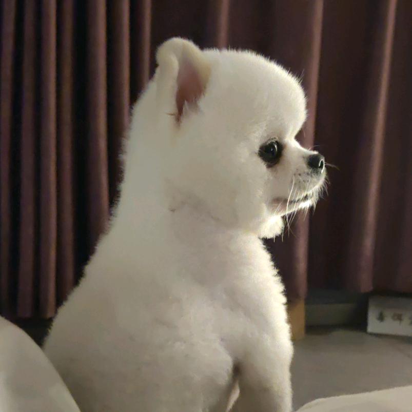 山洞里的狼