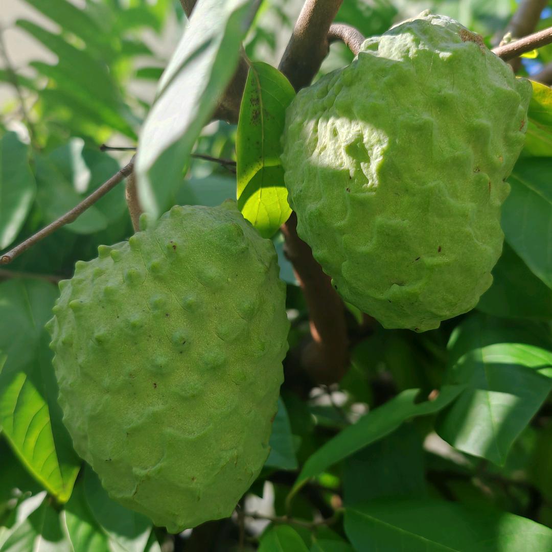 睲 晨 港 灣          ༼