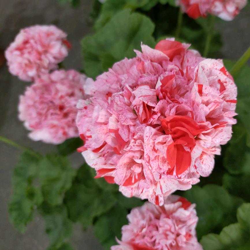 花叙（云南基地直发）