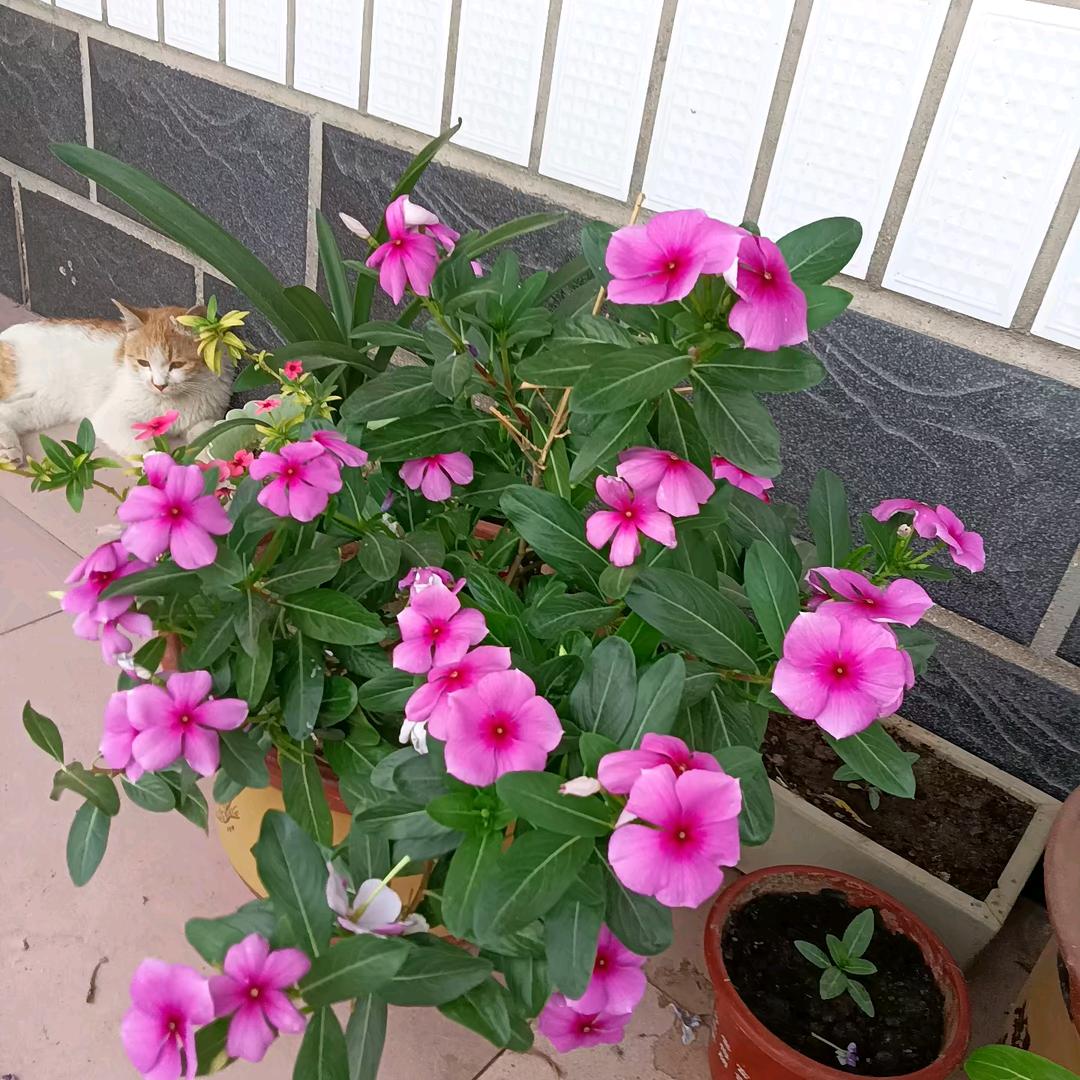 明天更美好