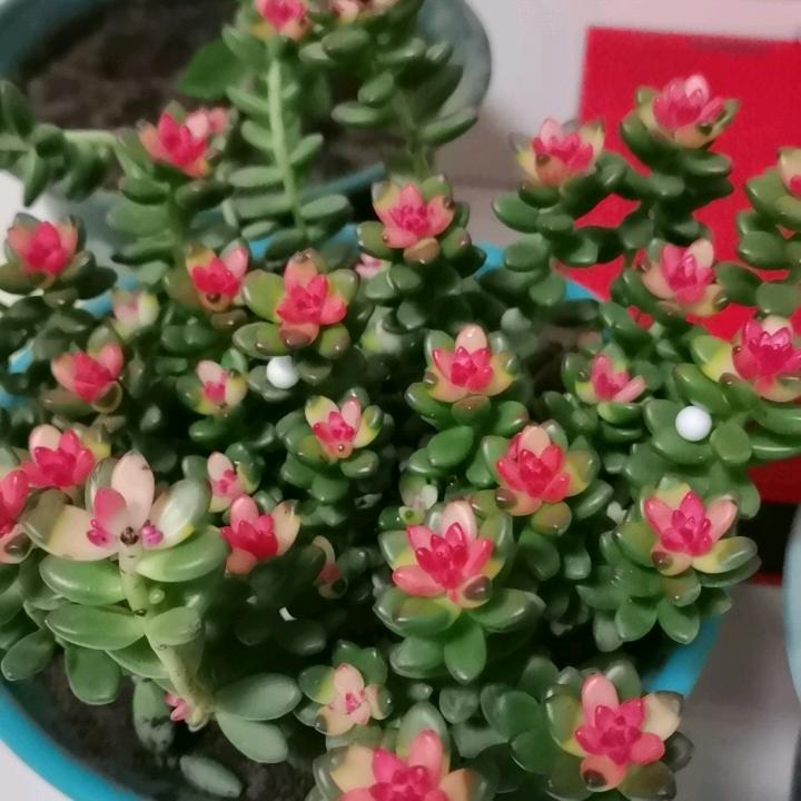 小草
