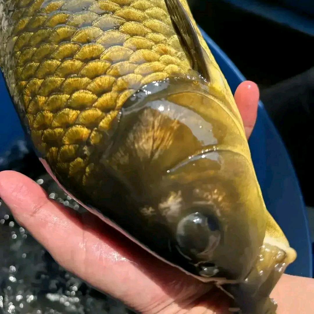 王老师野钓