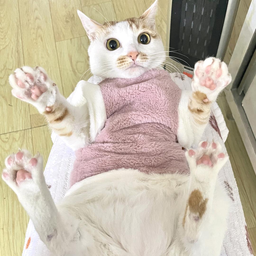 大屁股妮妮