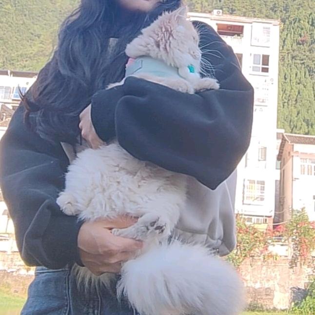 我的猫叫仙妮儿