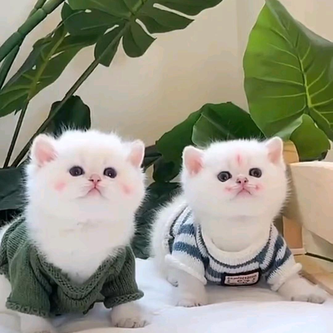 吴猫咪