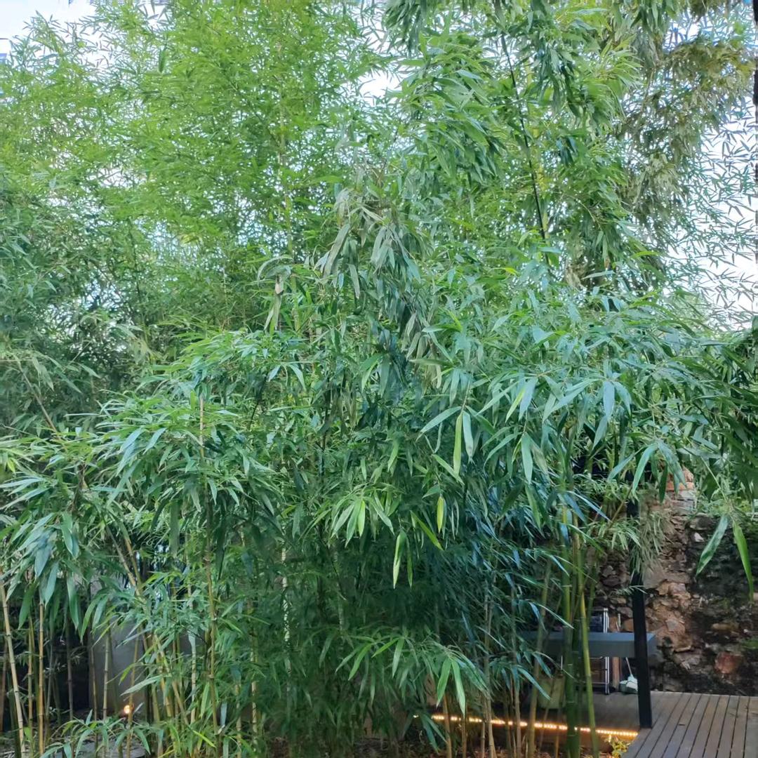 周周